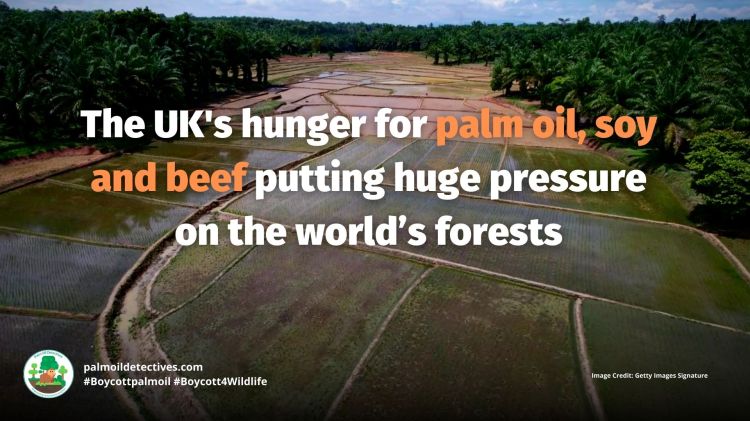 The UK’s hunger for palm oil, soy and beef putting huge pressure on world’s forests