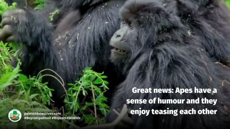 Great news: Apes have a sense of humour and they enjoy teasing each other