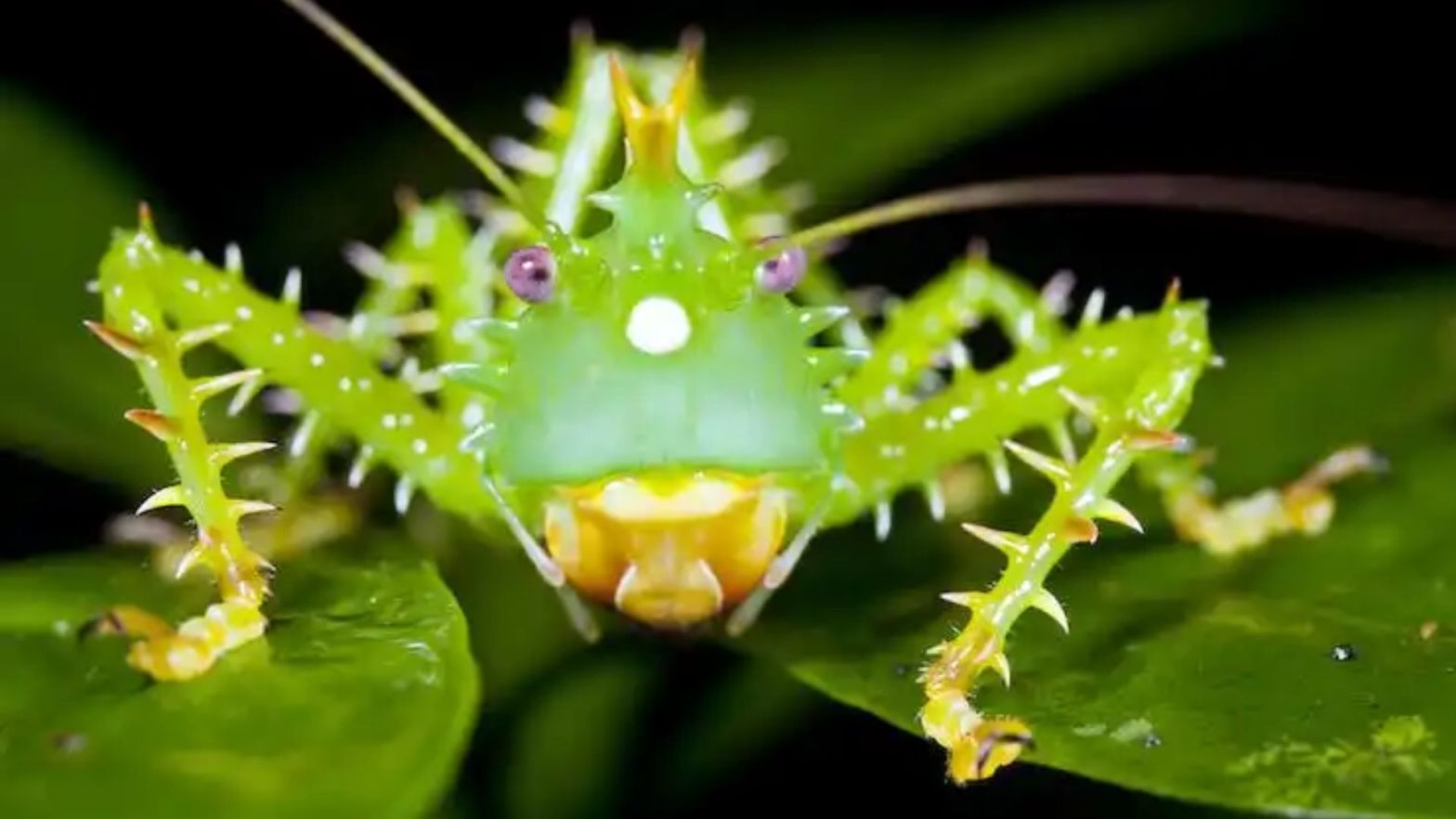 Rainforests sustain stunning numbers of insect species, such as this Horny Devil Katydid from Ecuador. Copy Morley Read/Shutterstock.